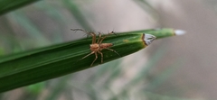 Oxyopes