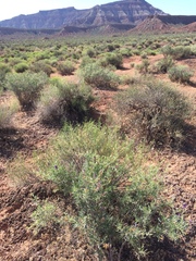 Psorothamnus fremontii