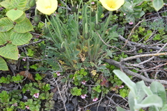 Papaver angustifolium