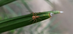 Oxyopes
