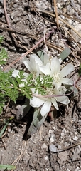 Lewisia rediviva