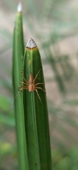 Oxyopes
