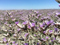 Limonium californicum