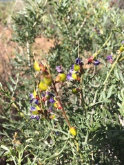 Psorothamnus fremontii