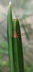 Oxyopes
