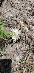 Lewisia rediviva