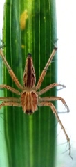 Oxyopes
