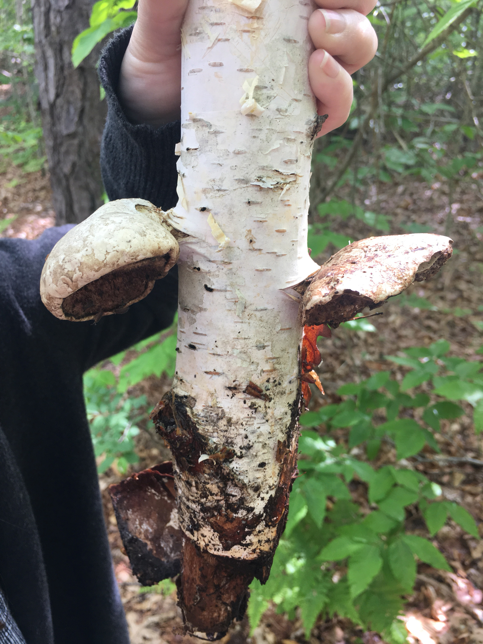 Piptoporus betulinus image