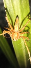 Oxyopes
