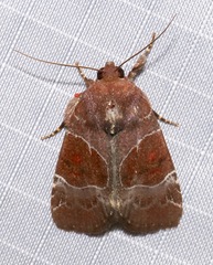 Hampsonodes mastoides