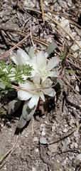 Lewisia rediviva