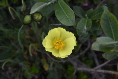Papaver angustifolium