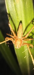 Oxyopes