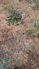 Anchusa leptophylla