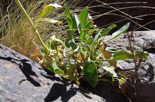 Image of Penstemon havardii by (c) Eric Knight, some rights reserved (CC BY)