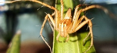 Oxyopes