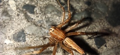 Oxyopes