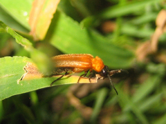 Curtos costipennis