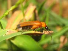 Curtos costipennis