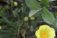 Papaver angustifolium