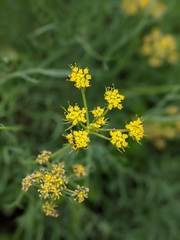 Lomatium graveolens