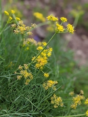 Lomatium graveolens