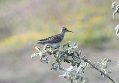 Tringa glareola