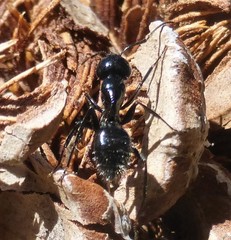 Camponotus laevissimus