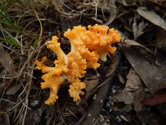 Ramaria toxica
