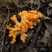 Ramaria toxica - Photo (c) Joselin Listur, some rights reserved (CC BY), uploaded by Joselin Listur