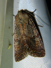 Lacanobia radix