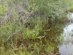 Hymenocallis henryae