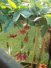 Passiflora antioquiensis