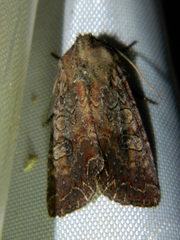 Lacanobia radix