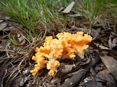Ramaria toxica
