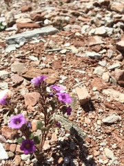 Phacelia pulchella