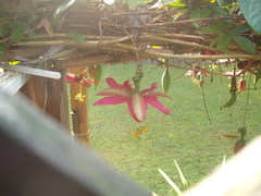 Passiflora antioquiensis