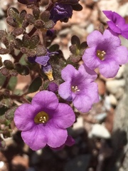 Phacelia pulchella