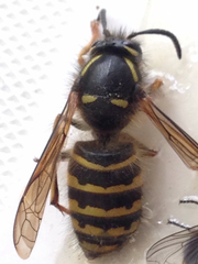 Dolichovespula alpicola