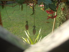 Passiflora antioquiensis