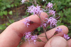 Liatris gracilis