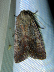 Lacanobia radix