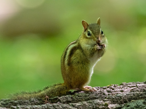 Eastern Chipmunk photographed in Michigan
