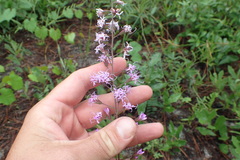 Liatris gracilis