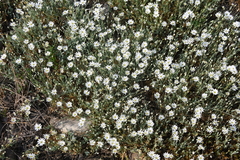 Stellaria fischeriana