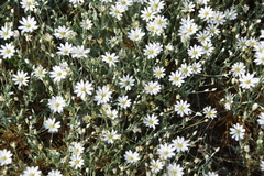 Stellaria fischeriana