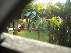 Passiflora antioquiensis