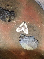 Cliniodes ostreonalis