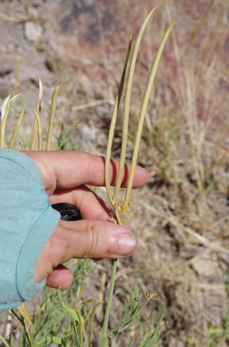 Image of Amsonia palmeri by (c) Eric Knight, some rights reserved (CC BY)