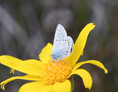 Polyommatus kamtshadalis